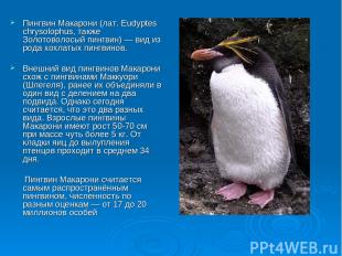 Пингвин Макарони (лат. Eudyptes chrysolophus, также Золотоволосый пингвин) — вид