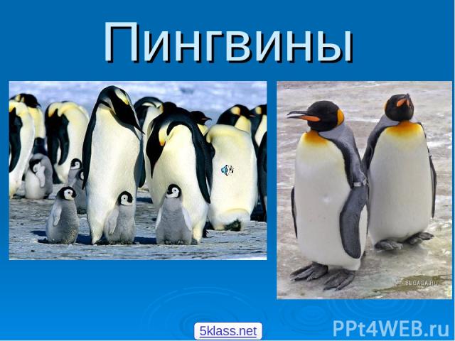 Пингвины 5klass.net