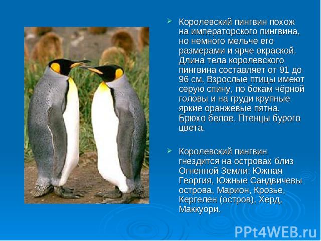 Королевский пингвин похож на императорского пингвина, но немного мельче его размерами и ярче окраской. Длина тела королевского пингвина составляет от 91 до 96 см. Взрослые птицы имеют серую спину, по бокам чёрной головы и на груди крупные яркие оран…