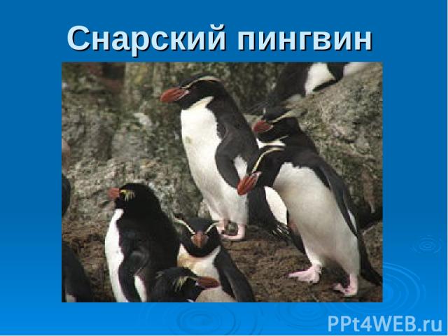 Снарский пингвин