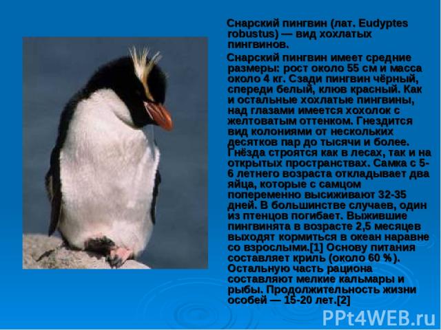 Снарский пингвин (лат. Eudyptes robustus) — вид хохлатых пингвинов. Снарский пингвин имеет средние размеры: рост около 55 см и масса около 4 кг. Сзади пингвин чёрный, спереди белый, клюв красный. Как и остальные хохлатые пингвины, над глазами имеетс…
