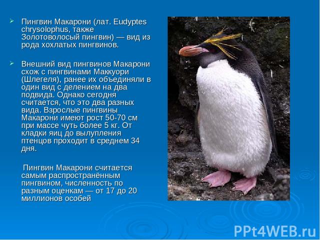 Пингвин Макарони (лат. Eudyptes chrysolophus, также Золотоволосый пингвин) — вид из рода хохлатых пингвинов. Внешний вид пингвинов Макарони схож с пингвинами Маккуори (Шлегеля), ранее их объединяли в один вид с делением на два подвида. Однако сегодн…