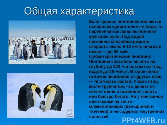 Общая характеристика Если крылья пингвинов являются основным «двигателем» в воде, то перепончатые лапы выполняют функцию руля. Под водой пингвины способны развить скорость около 5-10 км/ч, иногда и выше — до 36 км/ч (субантарктический пингвин). Пинг…