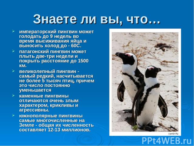 Знаете ли вы, что… императорский пингвин может голодать до 9 недель во время высиживания яйца и выносить холод до - 60С. патагонский пингвин может плыть две-три недели и покрыть расстояние до 1500 км. великолепный пингвин - самый редкий, насчитывает…