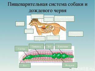 Пищеварительная система собаки и дождевого червя Рот Глотка Пищевод Зоб Кишечник