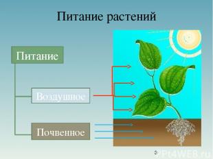 Питание растений Питание Воздушное Почвенное Питание Воздушное Почвенное
