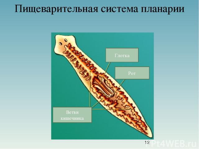 Пищеварительная система планарии Глотка Рот Ветви кишечника