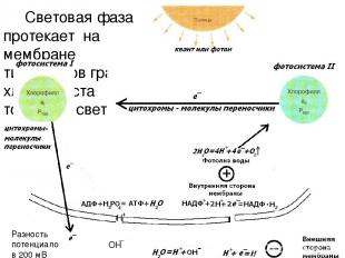 Световая фаза протекает на мембране тилакоидов граны хлоропласта только на свету