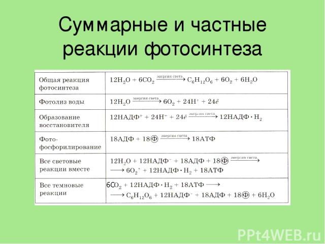 Таблица реакции фотосинтеза. Суммарные уравнения и частные реакции фотосинтеза. Уравнение процесса фотосинтеза. Реакция фотосинтеза. Фазы фотосинтеза таблица.