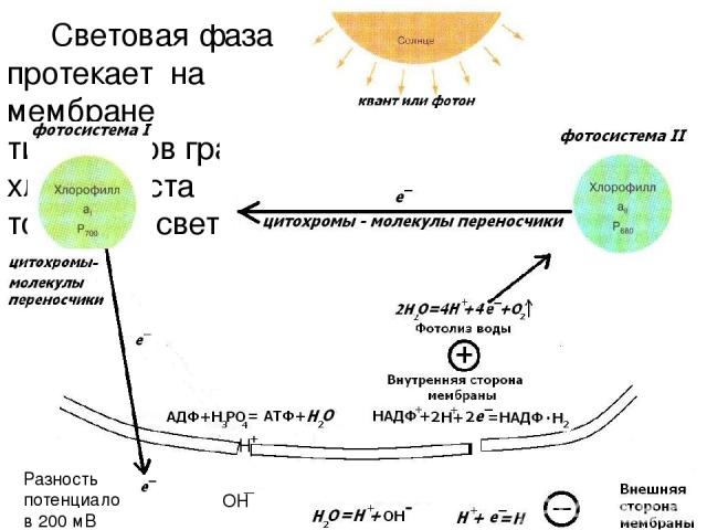 Световая фаза протекает на мембране тилакоидов граны хлоропласта только на свету. Разность потенциалов 200 мВ H + OH _