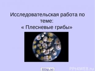 Исследовательская работа по теме: « Плесневые грибы» 900igr.net