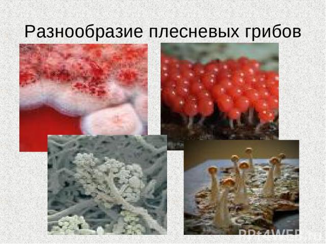 Разнообразие плесневых грибов