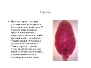 Строение Плоские черви – это тип двусторонне-симметричных беспозвоночных животны