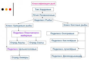 Классификация рыб Тип Хордовые П/тип Позвоночные Надкласс Рыбы Класс Хрящевые ры