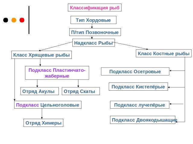 Классификация рыб Тип Хордовые П/тип Позвоночные Надкласс Рыбы Класс Хрящевые рыбы Класс Костные рыбы Подкласс Пластинчато-жаберные Подкласс Осетровые Подкласс Кистепёрые Подкласс лучепёрые Подкласс Двоякодышащие Отряд Акулы Отряд Скаты Подкласс Цел…