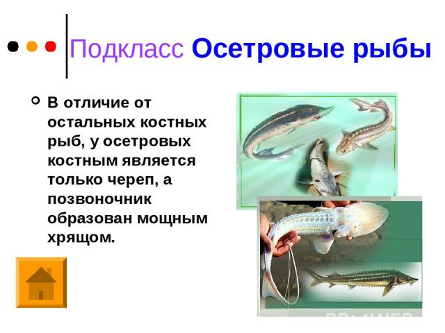 Подкласс Осетровые рыбы В отличие от остальных костных рыб, у осетровых костным является только череп, а позвоночник образован мощным хрящом.