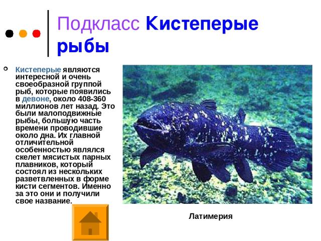 Подкласс Кистеперые рыбы Кистеперые являются интересной и очень своеобразной группой рыб, которые появились в девоне, около 408-360 миллионов лет назад. Это были малоподвижные рыбы, большую часть времени проводившие около дна. Их главной отличительн…