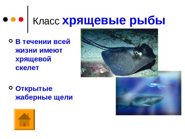 Класс хрящевые рыбы В течении всей жизни имеют хрящевой скелет Открытые жаберные щели