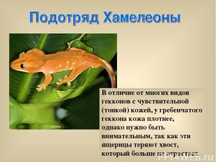 В отличие от многих видов гекконов с чувствительной (тонкой) кожей, у гребенчато