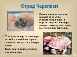 Форма панциря черепах зависит от способа существования вида. У морских черепах п