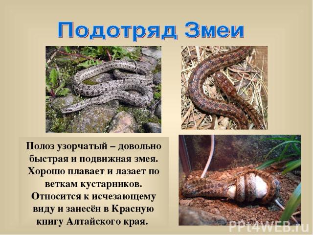 Полоз узорчатый – довольно быстрая и подвижная змея. Хорошо плавает и лазает по веткам кустарников. Относится к исчезающему виду и занесён в Красную книгу Алтайского края.
