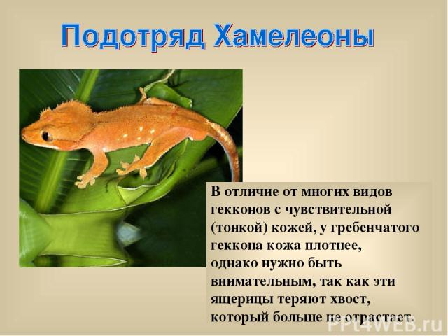 В отличие от многих видов гекконов с чувствительной (тонкой) кожей, у гребенчатого геккона кожа плотнее, однако нужно быть внимательным, так как эти ящерицы теряют хвост, который больше не отрастает.