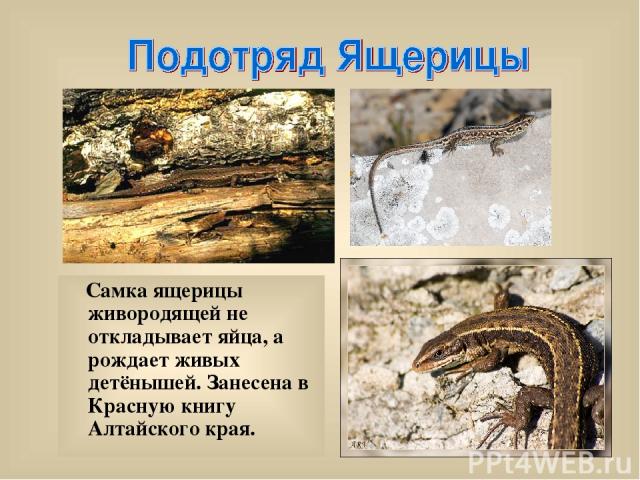 Самка ящерицы живородящей не откладывает яйца, а рождает живых детёнышей. Занесена в Красную книгу Алтайского края.
