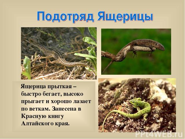 Ящерица прыткая – быстро бегает, высоко прыгает и хорошо лазает по веткам. Занесена в Красную книгу Алтайского края.