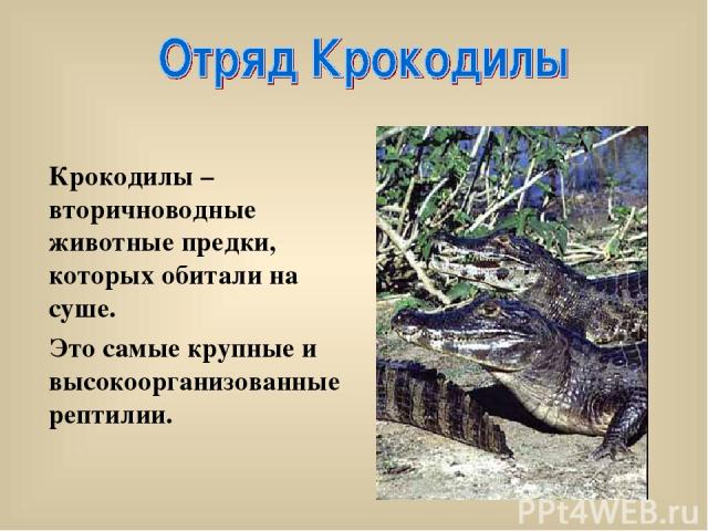 Крокодилы – вторичноводные животные предки, которых обитали на суше. Это самые крупные и высокоорганизованные рептилии.