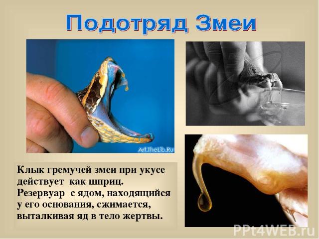 Клык гремучей змеи при укусе действует как шприц. Резервуар с ядом, находящийся у его основания, сжимается, выталкивая яд в тело жертвы.