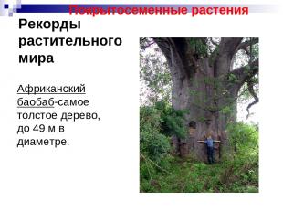 Рекорды растительного мира Африканский баобаб-самое толстое дерево, до 49 м в ди