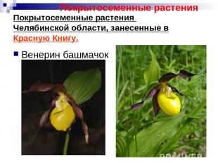 Покрытосеменные растения Челябинской области, занесенные в Красную Книгу. Венери