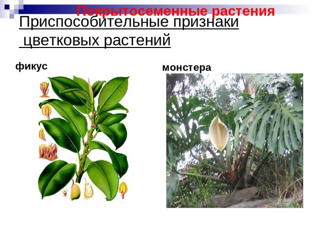 Приспособительные признаки цветковых растений фикус монстера Покрытосеменные растения