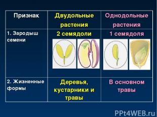 Признак Двудольные растения Однодольные растения 1. Зародыш семени 2 семядоли 1