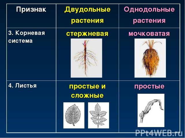 Признак Двудольные растения Однодольные растения 3. Корневая система стержневая мочковатая 4. Листья простые и сложные простые