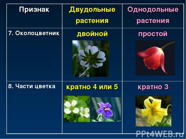 Признак Двудольные растения Однодольные растения 7. Околоцветник двойной простой 8. Части цветка кратно 4 или 5 кратно 3