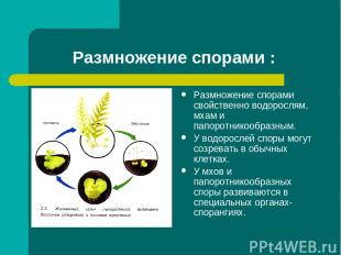 Размножение спорами : Размножение спорами свойственно водорослям, мхам и папорот