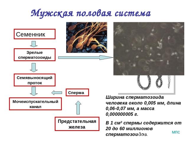 Мужская половая система Семенник Семявыносящий проток Сперма Предстательная железа Мочеиспускательный канал Зрелые сперматозоиды Ширина сперматозоида человека около 0,005 мм, длина 0,06-0,07 мм, а масса 0,000000005 г. В 1 см3 спермы содержится от 20…