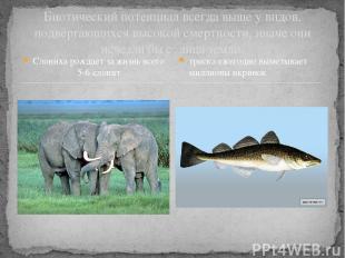 Слониха рождает за жизнь всего 5-6 слонят Биотический потенциал всегда выше у ви