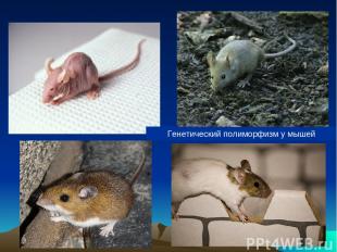 Генетический полиморфизм у мышей