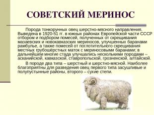 СОВЕТСКИЙ МЕРИНОС Порода тонкорунных овец шерстно-мясного направления. Выведена