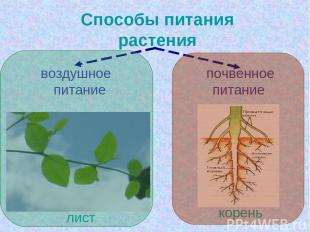 Способы питания растения воздушное питание почвенное питание лист корень