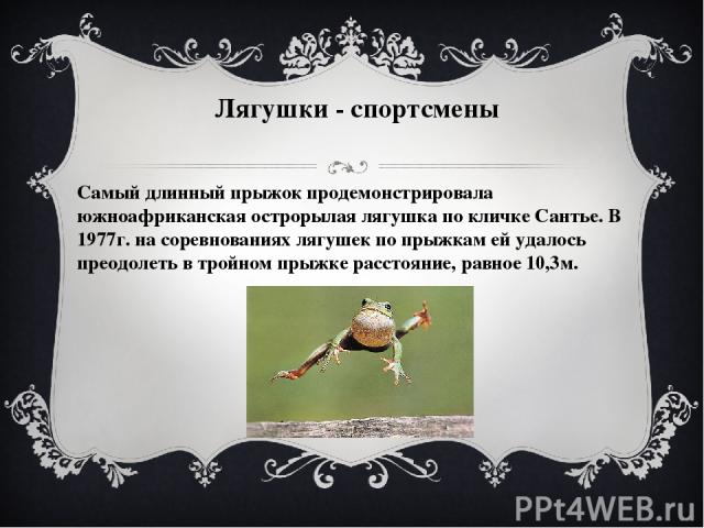 Лягушки - спортсмены Самый длинный прыжок продемонстрировала южноафриканская острорылая лягушка по кличке Сантье. В 1977г. на соревнованиях лягушек по прыжкам ей удалось преодолеть в тройном прыжке расстояние, равное 10,3м.