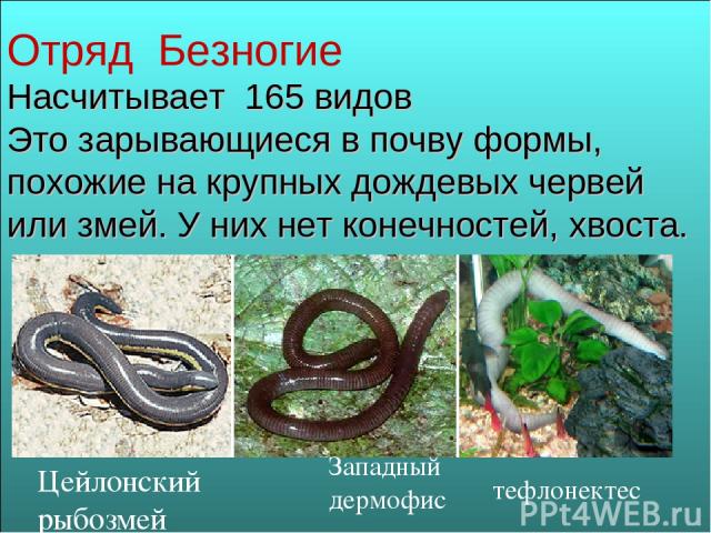 Отряд Безногие Насчитывает 165 видов Это зарывающиеся в почву формы, похожие на крупных дождевых червей или змей. У них нет конечностей, хвоста. Цейлонский рыбозмей Западный дермофис тефлонектес