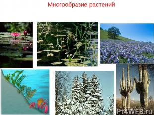 Многообразие растений