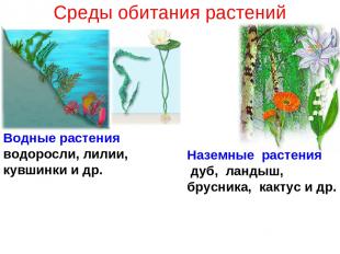 Среды обитания растений Водные растения водоросли, лилии, кувшинки и др. Наземны