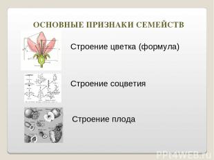 ОСНОВНЫЕ ПРИЗНАКИ СЕМЕЙСТВ Строение цветка (формула) Строение соцветия Строение