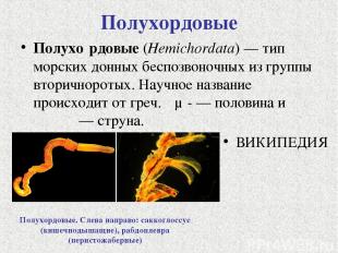 Полухордовые Полухо рдовые (Hemichordata) — тип морских донных беспозвоночных из
