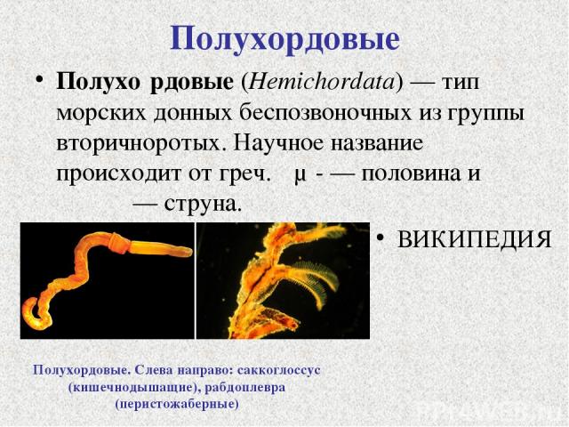 Полухордовые Полухо рдовые (Hemichordata) — тип морских донных беспозвоночных из группы вторичноротых. Научное название происходит от греч. ἡμι- — половина и χορδή — струна. ВИКИПЕДИЯ Полухордовые. Слева направо: саккоглоссус (кишечнодышащие), рабдо…