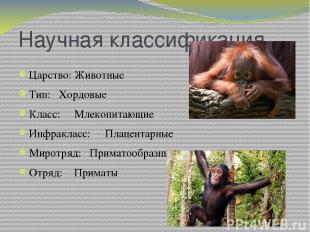 Научная классификация Царство: Животные Тип: Хордовые Класс: Млекопитающие Инфра